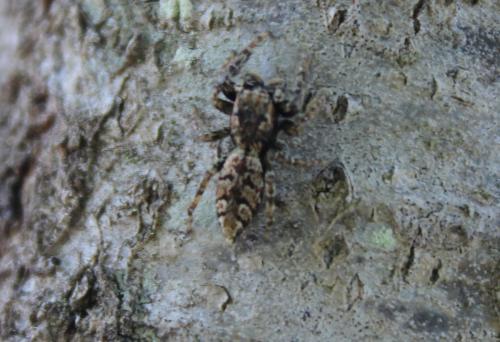 Marpissa muscosa